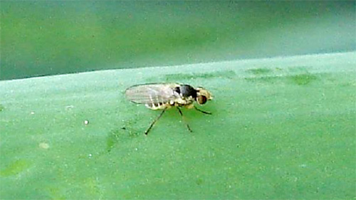 【特殊報】県内で初めてネギハモグリバエB系統を確認　宮城県
