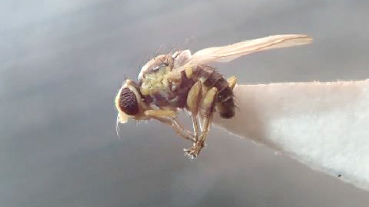 【特殊報】ネギハモグリバエ別系統を県内で初確認　大分県