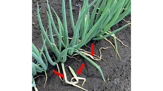 【特殊報】県内で初めてネギリゾクトニア葉鞘腐敗病確認　岩手県