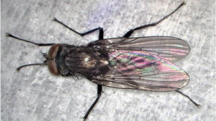 【特殊報】県内で初めてハコベハナバエを確認　岐阜県