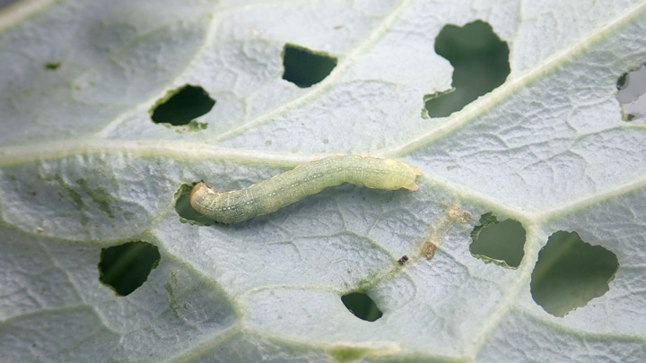 初夏どりキャベツの病害虫防除を紹介