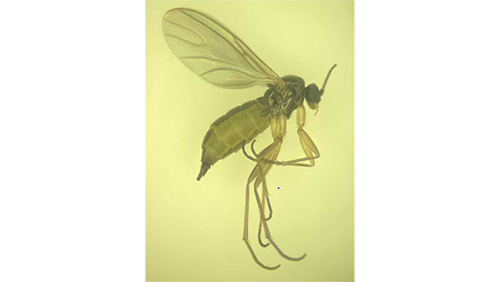 【特殊報】イチゴにチバクロバネキノコバエを初確認　秋田県