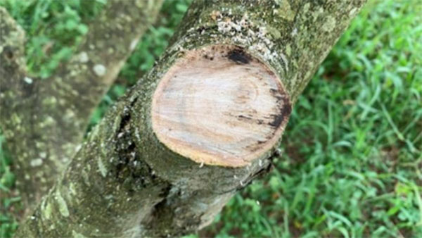 【特殊報】県内初のオリーブ立枯病を確認　静岡県