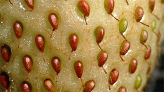 ハダニ類などの春の病害虫対策を紹介