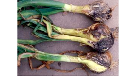 【特殊報】タマネギ黒腐菌核病を初確認　大阪府