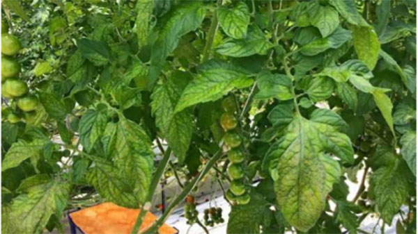 【特殊報】県内で初めてトマト黄化病を確認　宮崎県