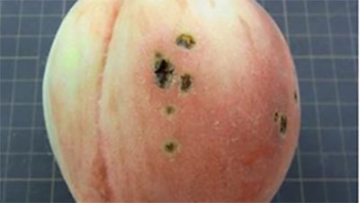 【注意報】モモせん孔細菌病の防除徹底を　香川県