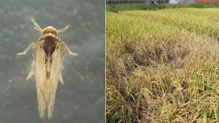 ウンカ初確認で早めの防除対策を