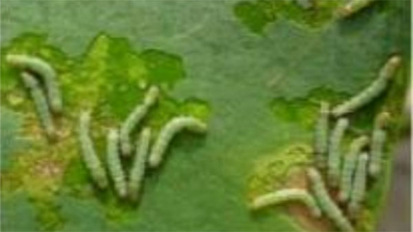 【注意報】ハスモンヨトウ多発で注意喚起　大阪府