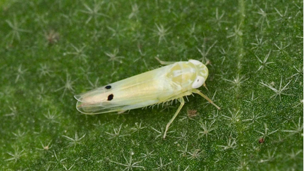 【特殊報】県内で初めてフタテンミドリヒメヨコバイを確認　高知県