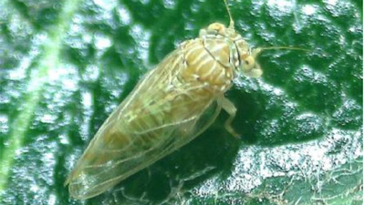 【特殊報】府内で初めてビワキジラミを確認　大阪府