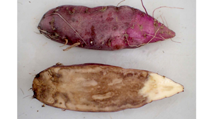 【特殊報】サツマイモ基腐病が発生、県内初確認　茨城