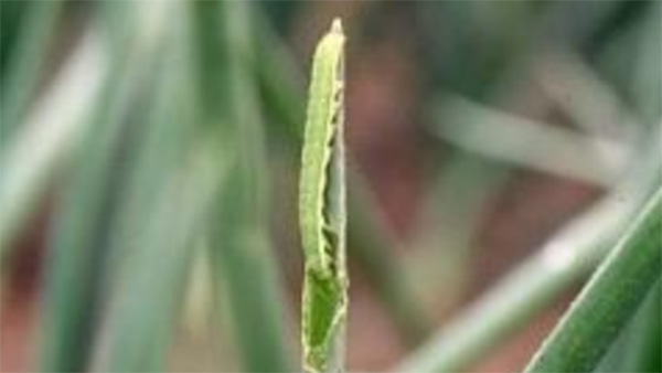 【注意報】シロイチモジヨトウ多発生で防除徹底を　香川県