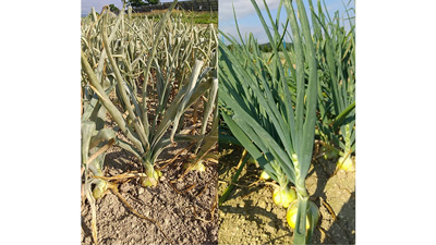 【注意報】タマネギでネギアザミウマ多発　アブラナ科野菜でも注意を　北海道