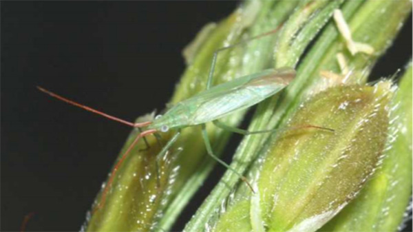 【注意報】高温予想で病害虫：斑点米カメムシ類増殖に注意　山形県