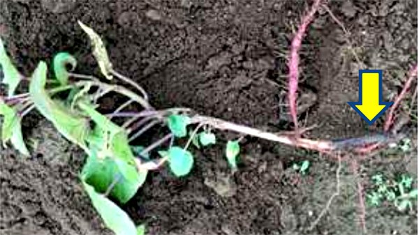 【特殊報】千葉県でもサツマイモ基腐病を初確認　関東地方で4都県目　千葉県