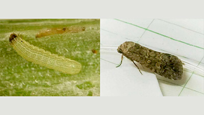 【注意報】サツマイモでシロイチモジヨトウ多発　誘殺数は平年の約4倍　徳島県