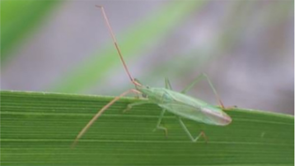 【注意報】県下全域でカメムシ類確認　斑点米の多発に注意　長野県