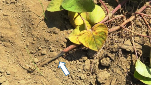 【特殊報】埼玉県でサツマイモ基腐病　関東地方で5都府県目　埼玉県