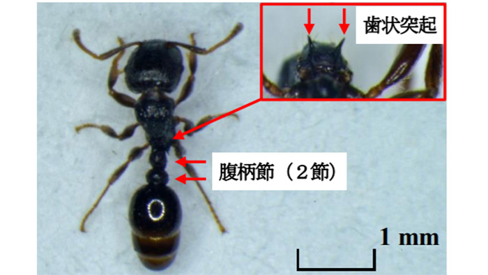 【特殊報】ナスほ場でトビイロシワアリを初確認　栃木県