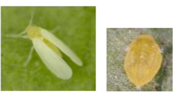 【特殊報】府内で初めてトマト黄化病を確認　京都府