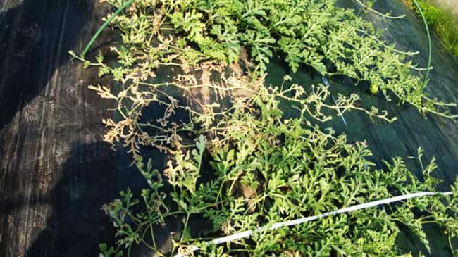 【特殊報】炭腐病を道内で初確認　北海道