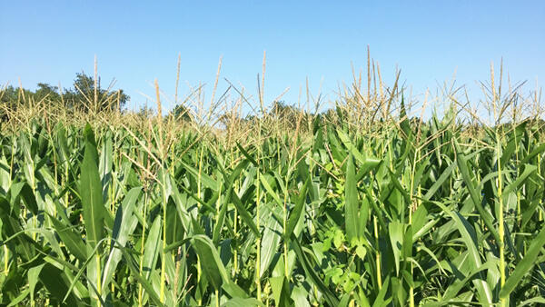 拡大するコロナ禍の農業被害―追い打ちをかける原油価格の急落【薄井寛・20大統領選と米国農業】第2回（上）