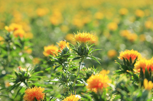 国産唯一の紅花をPR 「最上紅花」の世界農業遺産認定めざし始動 山形県