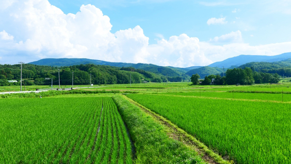 【サステナ防除のすすめ2025】水稲害虫の防ぎ方「育苗箱処理と兼ねて」