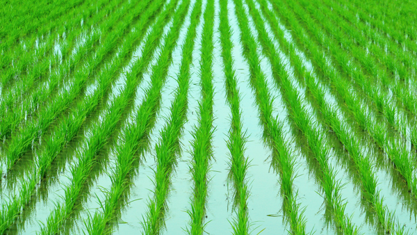 【サステナ防除のすすめ2025】水稲の本田防除（1）育苗箱処理剤が柱
