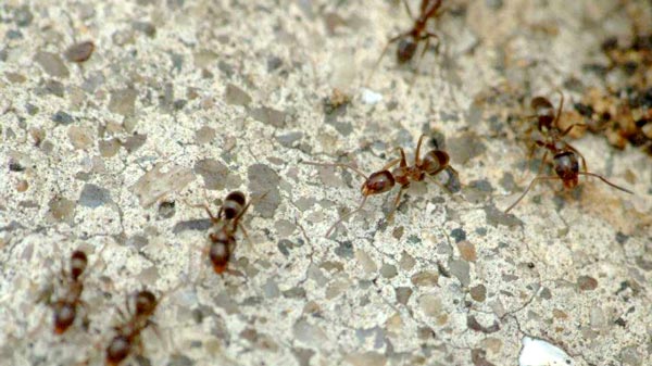 大阪空港敷地内でアルゼンチンアリが大量繁殖　環境省などが防除対策へ