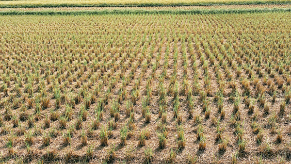 【サステナ防除のすすめ2025】水田の刈り跡管理　多年生雑草の効率的防除を