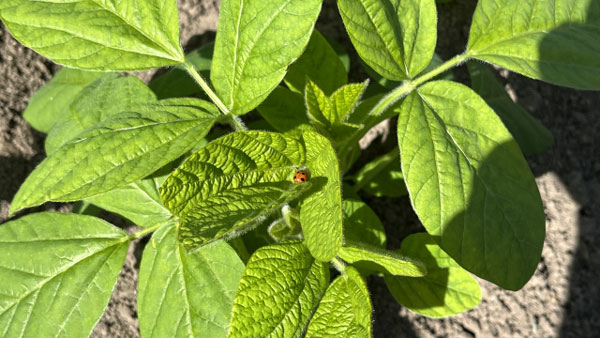 【サステナ防除のすすめ】ＩＰＭ防除の実践（害虫防除編）自然と環境を"流用"（1）予察や天敵も力に