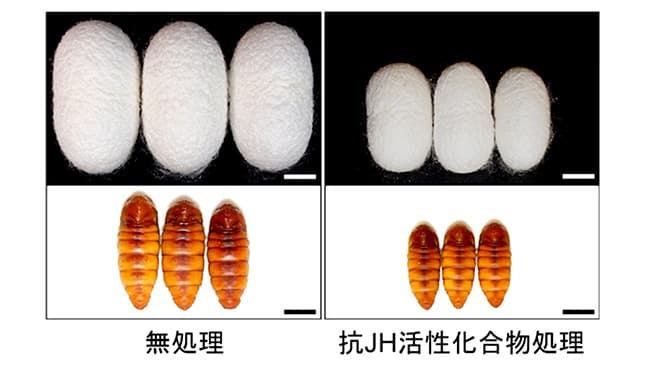 昆虫成長を抑制する薬剤探索法を開発　農研機構