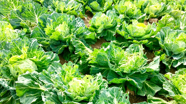 【現場で役立つ農薬の基礎知識2022】秋冬野菜の病害虫防除　予測できぬ天候　予防散布など早め対策を