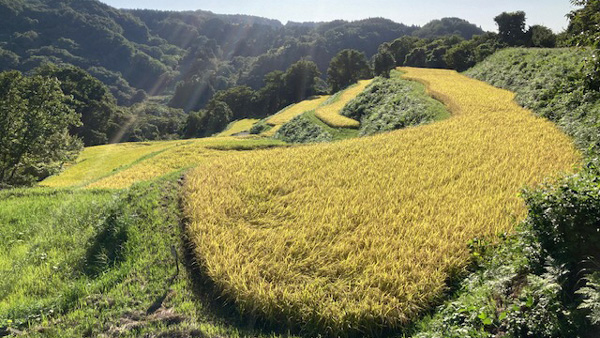大正時代の伝統種を商品化「幻のもち米」利用者の提案で商品名を決定　パルシステム東京