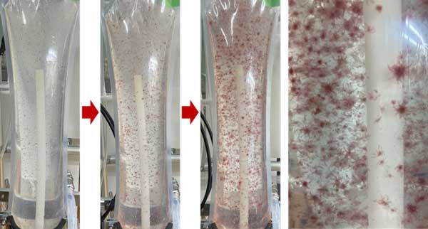牛のゲップ由来メタン抑制「カギケノリ」100%人工海水で培養に成功　アルヌール