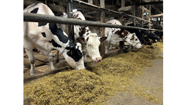 グリーンコープ　耶馬渓町の牧場で酪農体験・研修を実施