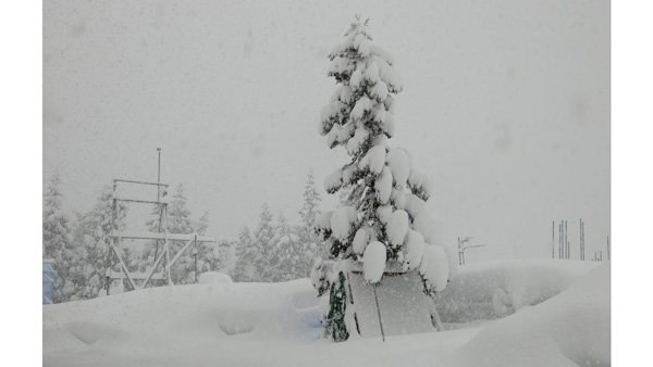 大雪による倒木の危険性評価のための着雪モデルを開発　森林総合研究所