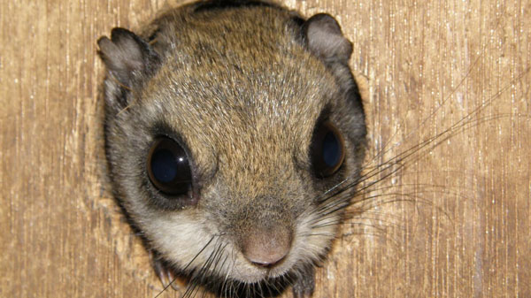 スギ人工林はモモンガの生息地として機能　人工林活用で希少動物の保全へ　森林総合研究所