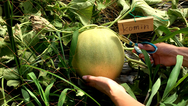 スマート体験農園「Root Farm あしがら」が会員募集を再開
