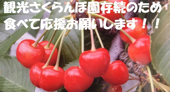 山形県寒河江市の観光さくらんぼ園存続のためクラウドファンディング