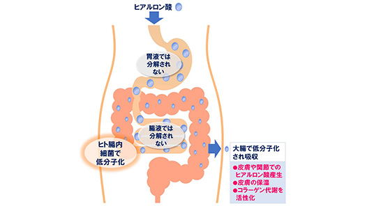 経口摂取したヒアルロン酸が皮膚で作用する仕組みを解明　キユーピー