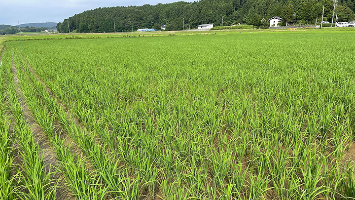石川県開発の幻の酒米「石川酒30号」再生プロジェクト」始動　 KURAND
