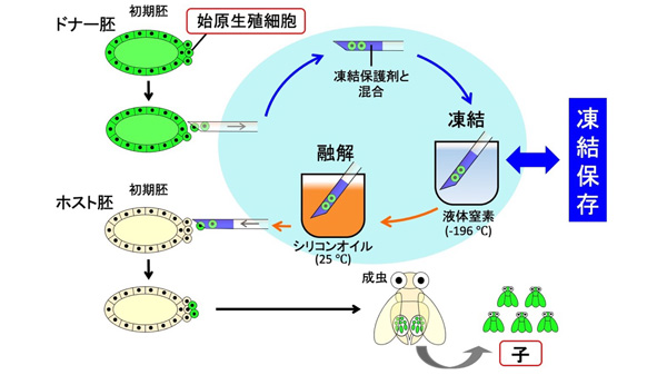 ショウジョウバエ系統の凍結保存法を開発　筑波大×農研機構×京都工芸繊維大