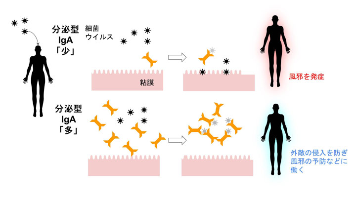 酢酸菌のヒト臨床試験で「風邪に見られる諸症状の減少」など確認　キユーピー