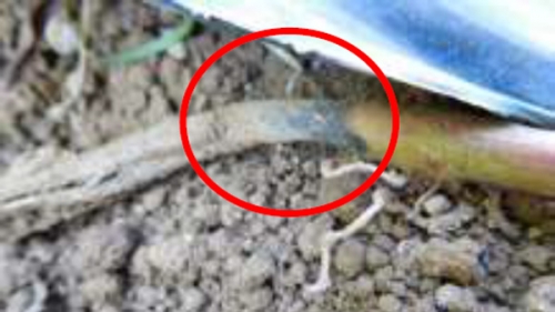 【特殊報】サツマイモ基腐病　県内で確認　長野県