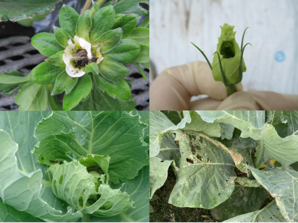 【警報】野菜類、花き類にハスモンヨトウ、オオタバコガ　県内全域で多発　熊本県
