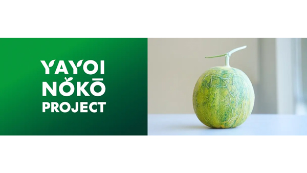 水耕栽培プロジェクトの第4期でメロン栽培を開始　インテリア用接着剤メーカーの新規事業　ヤヨイ化学工業