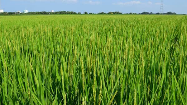 【注意報】水稲に斑点米カメムシ類　県内全域で多発のおそれ　愛知県